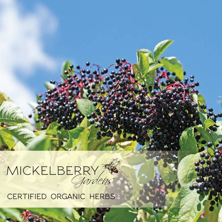 Elderberry Honey Tonic — immune support for kids and adults: 8oz