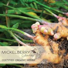 Load image into Gallery viewer, Ginger Honey Tonic: 8oz
