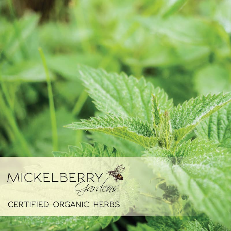 Pollen Honey Tonic — seasonal allergy support: 8oz